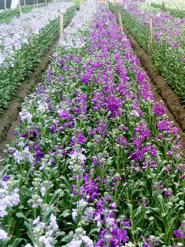 about us-matthioli-1