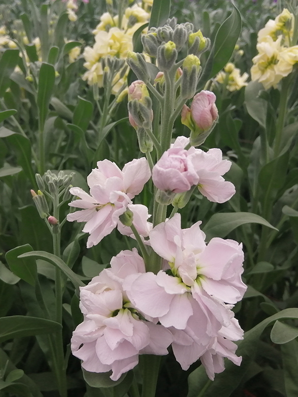 matthioli light-pink