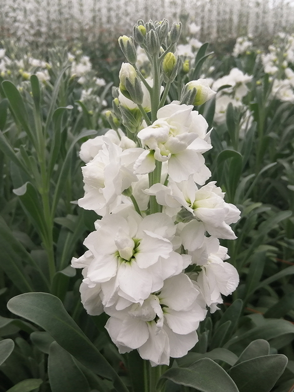 about us-matthioli-1