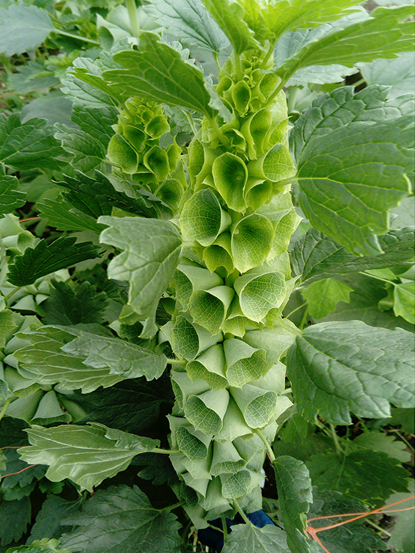 matthioli light-pink